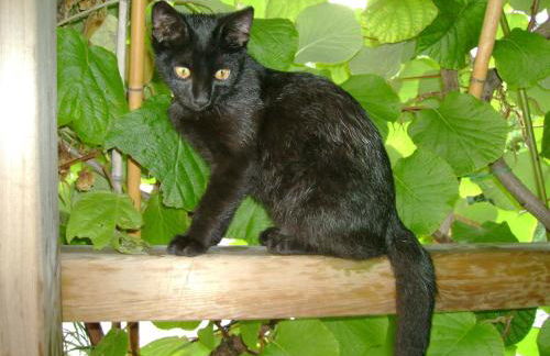 Haus Hofer *** - Foto 12