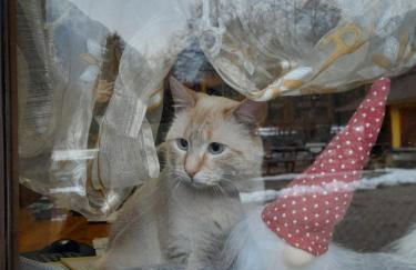 Soggiorno Vacanze Stella Alpina - Foto 15