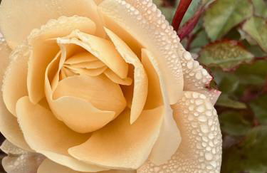 Casa Rosalinda, Monferrato cozy apartment - Foto 24