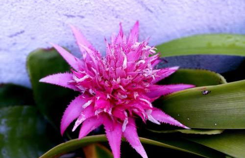 Casa Império - Azorean Boutique House - Photo 15