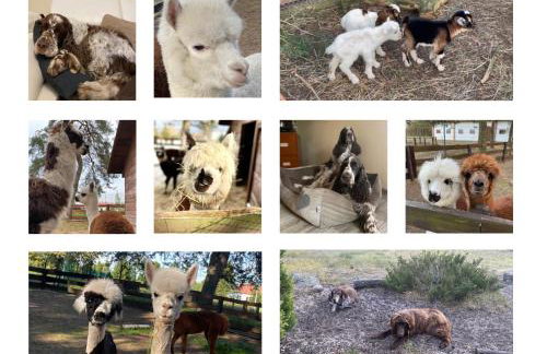 Gospodarstwo Agroturystyczne Zasadkowe Bory - Foto 45