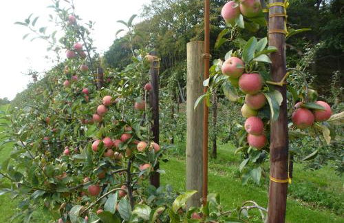 Ferienwohnung Am Walde - Photo 34