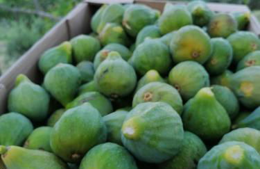 Agriturismo Etico Le Grazie - Foto 11