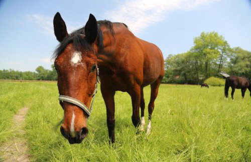 Gospodarstwo Agroturystyczne Stary Młyn Wilczkowice - Foto 34