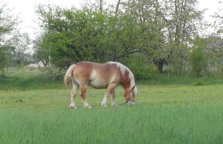 Willa Reglówka Stylowy dom Pachnący ogród - Foto 78