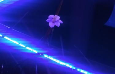 Chalés Praia do Rosa piscina compartilhada - Foto 60