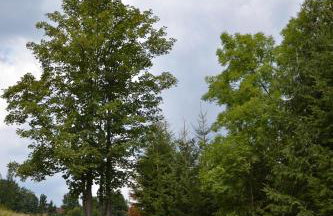 Domek Klimaty- Kamieńczyk - Foto 14