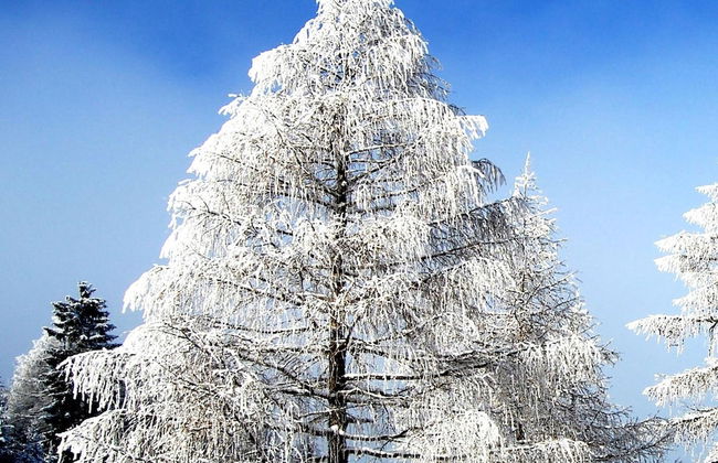 Alpengasthof Krische - Photo 55