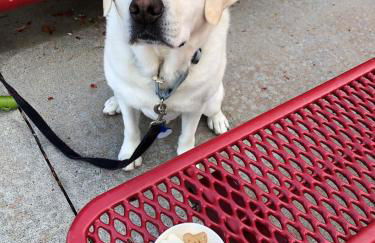 Lake Laurel Lux retreat-King-Dogs Welcome! Sleep 6 - Foto 46