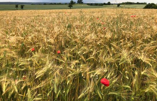 An der Stadtmauer Bürgel - Foto 26