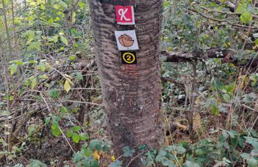 Ferienwohnung Schäfer am Nationalpark Kellerwald - Foto 17