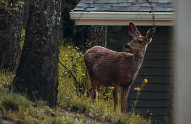 Cobalt Peak - Pet-Friendly Sauna Panoramic Views - Foto 61