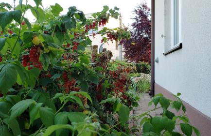 Willa w Kórniku - blisko Poznania - Foto 50