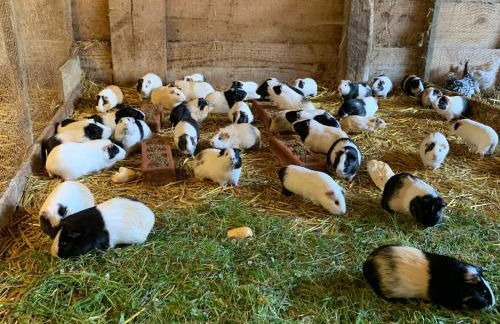 Agroturismo Urresti - Foto 73