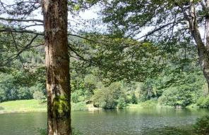 Ferienhaus am Rosengärtle - Black Forest - Forêt Noire - Foto 33