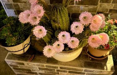 Faidra's House - Foto 49