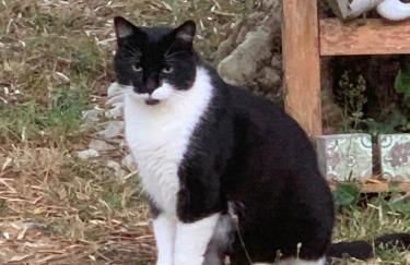 MAISON DE VILLE à Saint-Junien - Foto 11