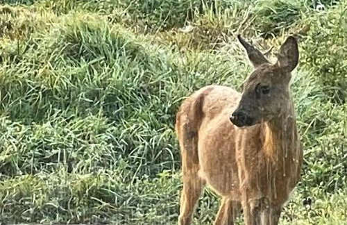 Chalet atypique en A lArmorique en pleine nature - Foto 6