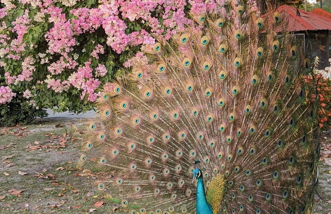 Quinta Pavo Real by Acomodo - Foto 25