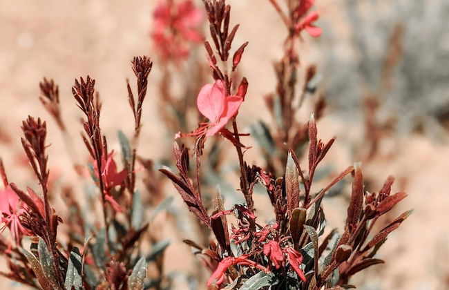 Nuez Villas - Photo 62