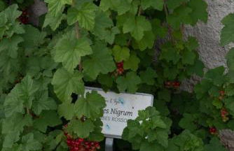 Fiori&vigne di Cecilia Marcon - Foto 42