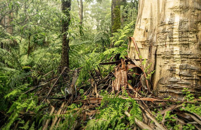 Hampton on Apollo - Ocean Mountain View Creekside Retreat Pet Friendly Free EV Charger Fireplace Wood Supplied During Winter - Photo 32