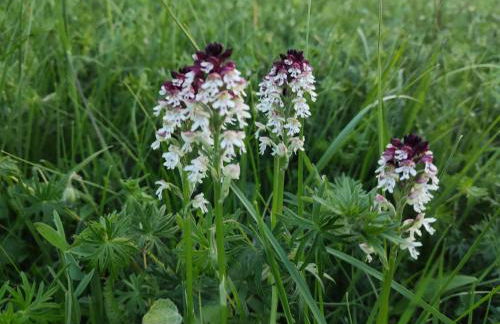 Ferienwohnung Angie - Foto 23