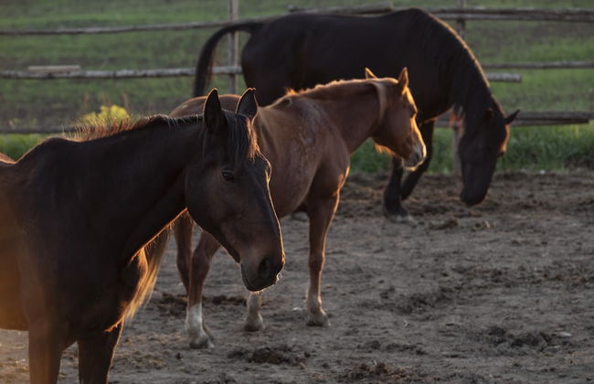 Locanda Fontelupa - Foto 72