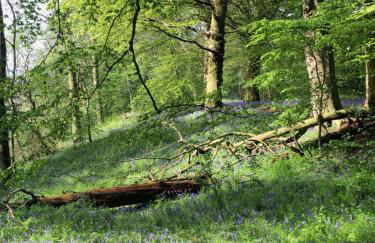 Cotswold Thatched Cottage - Photo 47