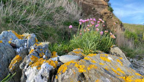 Sea Spirit - Sweeping Sea Views first floor spacious modern apartment in Looe- with FREE parking! - Foto 3