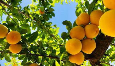 Traditional Portuguese Village House - Casa Martins no 52 - Foto 4, Garden, Garden view, Other