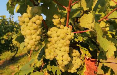 FeWo - LOFT Mosel & Weinquartier, Balkon, Parkplatz, moderne Küche, bis 8 Personen - Foto 35