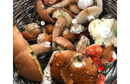 Agriturismo L'Essiccatoio - Foto 34