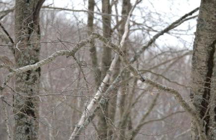 Le Case Nel Bosco Terminillo - Foto 32