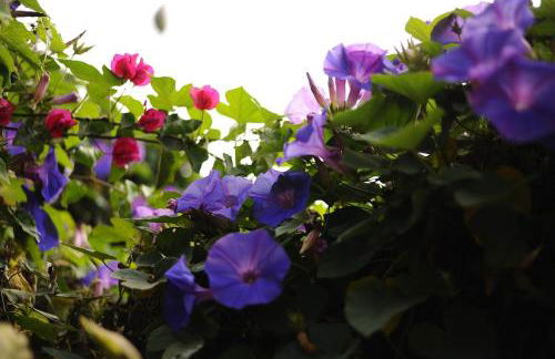 Casa Papaya 1, La Palma - Foto 28