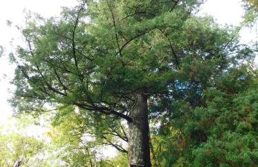 Red Dragon Cottages nr Mt Snowdon - Photo 66