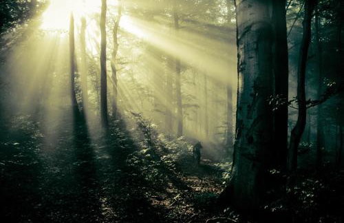 Siedlisko Przy Lesie Alpaka 3 - Foto 62