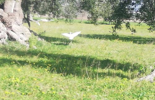 Le Grotte di Sileno - Foto 37