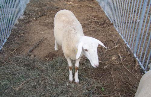 Centro de Agroecologia y Medio Ambiente de Murcia - Foto 46