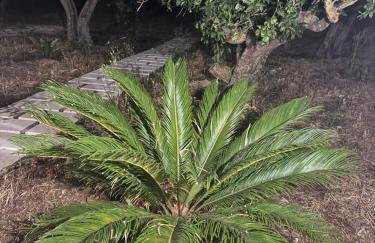 Sole di Sicilia - Foto 44