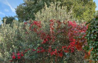 Apartments Jeličić - Foto 56