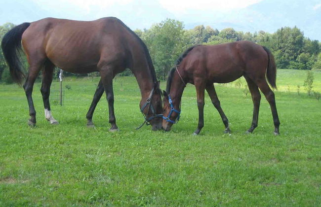 Antico fienile - Photo 67