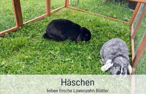 Bauernhof Finkel - Ferienwohnungen mit Balkon - Bergsicht - Traktor mitfahren - Tiere streicheln - entspannter Familienurlaub - zentrale Lage nahe Oberstdorf - Foto 61