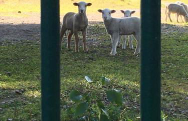 HORTA do RAMALHAÕ - Foto 17