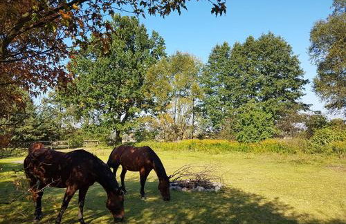 Agroturystyka Pod Modrzewiami - Foto 71