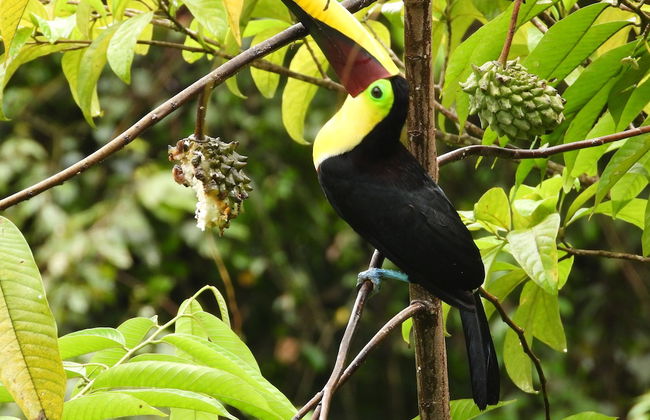 Esquipulas Rainforest - Foto 39