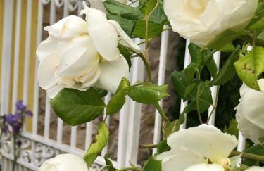 L’île aux fleurs - Foto 12