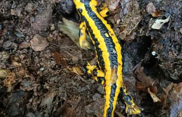 La cabaña mirador de los Valles Pasiegos - Foto 63