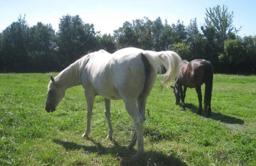 Le Pas des Lanciers - Foto 44