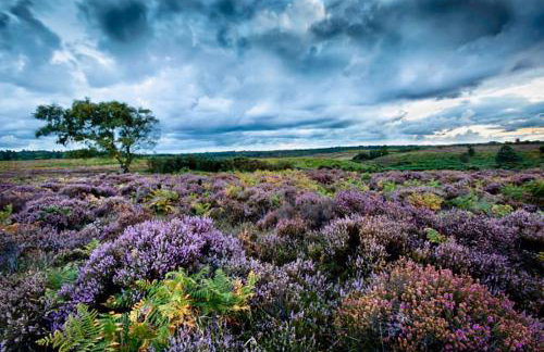 Cosy Forest Cottage Log Fire Ponies Walks - Foto 57
